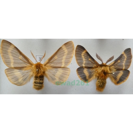 Lemonia dumi (Linnaeus, 1761) pair Czech3l